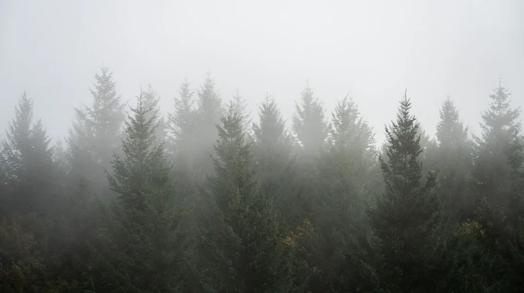 EPP and Far Right Alliance Threatens EU Forest Monitoring Law