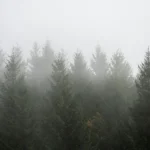 EPP and Far Right Alliance Threatens EU Forest Monitoring Law
