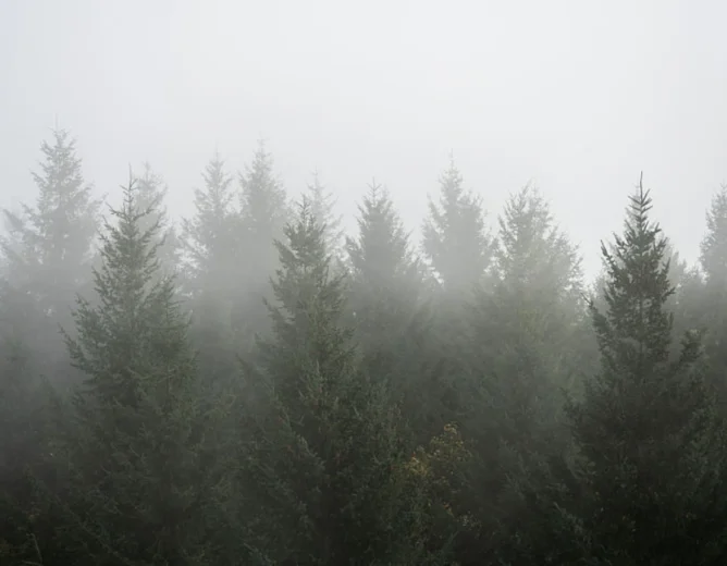 EPP and Far Right Alliance Threatens EU Forest Monitoring Law