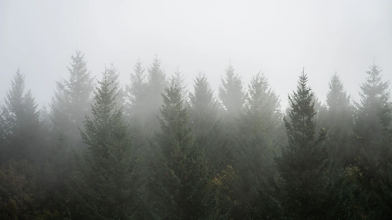 EPP and Far Right Alliance Threatens EU Forest Monitoring Law