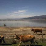 EU Warns Greece Over Potential Loss of Farm Payments Amid Massive Fraud Scandal