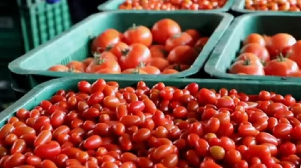 French and Spanish Lobbies Target Moroccan Tomatoes Amid EU Trade Uncertainty