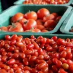 French and Spanish Lobbies Target Moroccan Tomatoes Amid EU Trade Uncertainty