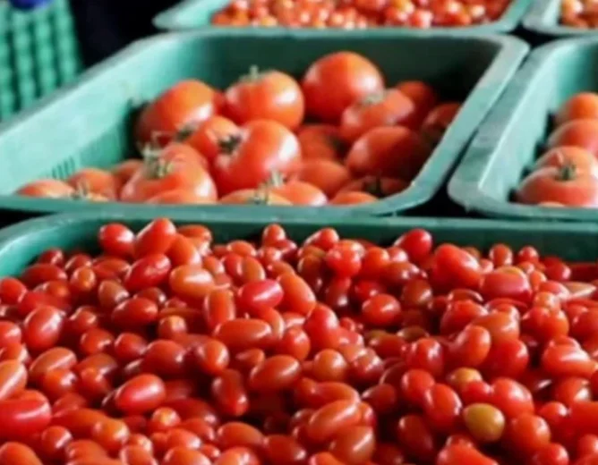French and Spanish Lobbies Target Moroccan Tomatoes Amid EU Trade Uncertainty