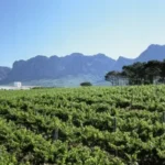 South African Wine Grape Crop Forecast Signals Stable 2026 Harvest Amid Industry Optimism