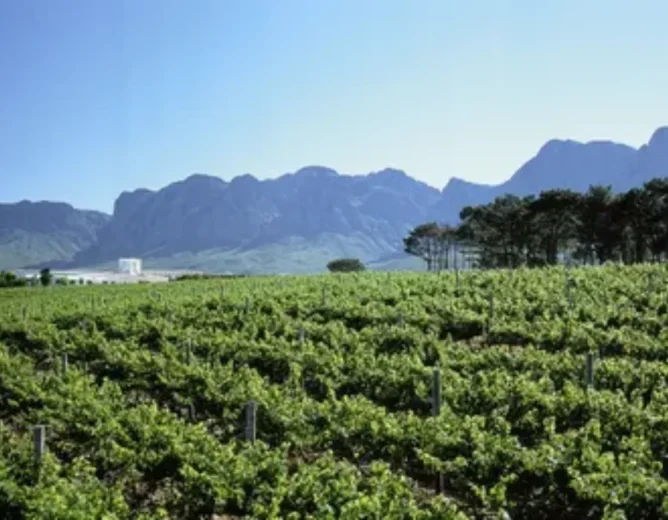 South African Wine Grape Crop Forecast Signals Stable 2026 Harvest Amid Industry Optimism
