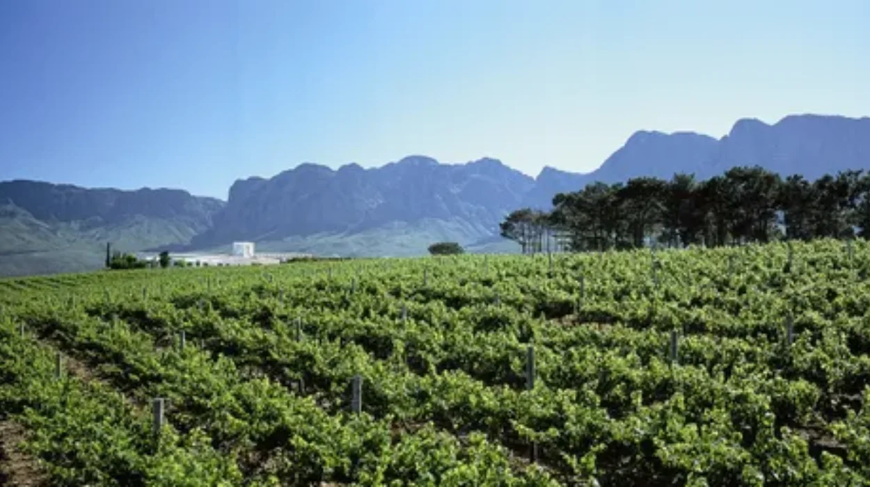 South African Wine Grape Crop Forecast Signals Stable 2026 Harvest Amid Industry Optimism